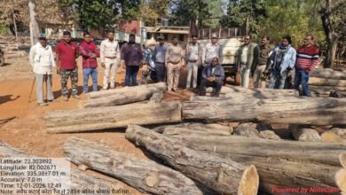 CG:– जंगल क्यों बार-बार कट रहा है? कोटा रेंज में फिर वही आरोपी, फिर वही चोरी